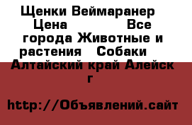 Щенки Веймаранер › Цена ­ 40 000 - Все города Животные и растения » Собаки   . Алтайский край,Алейск г.